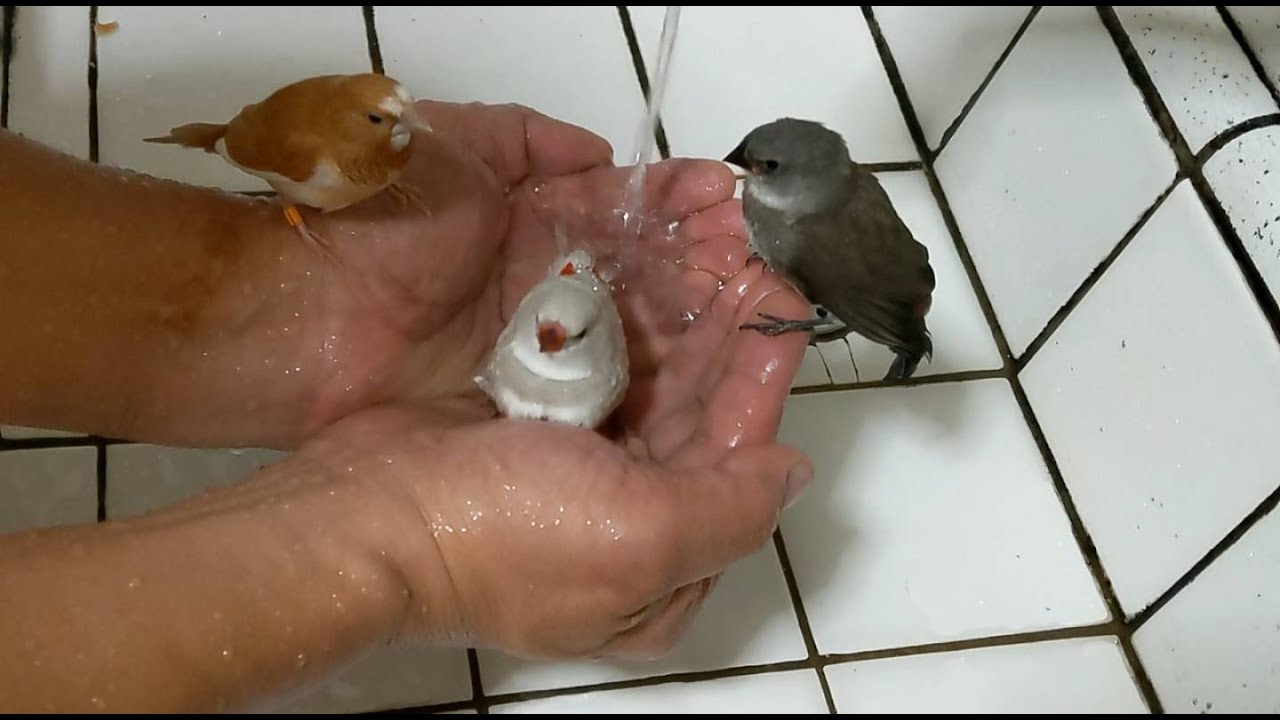 Diamond Firetail finch Bathing 20221104