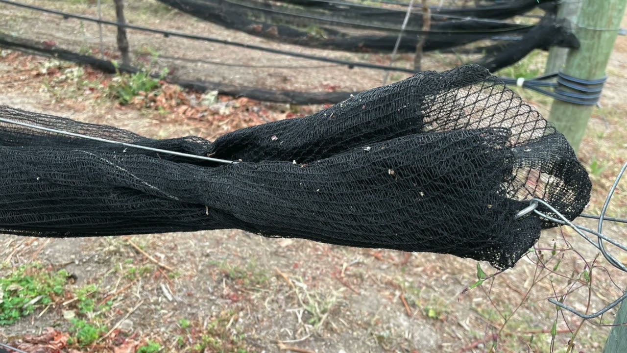 The when, why and how of putting up vineyard nets.