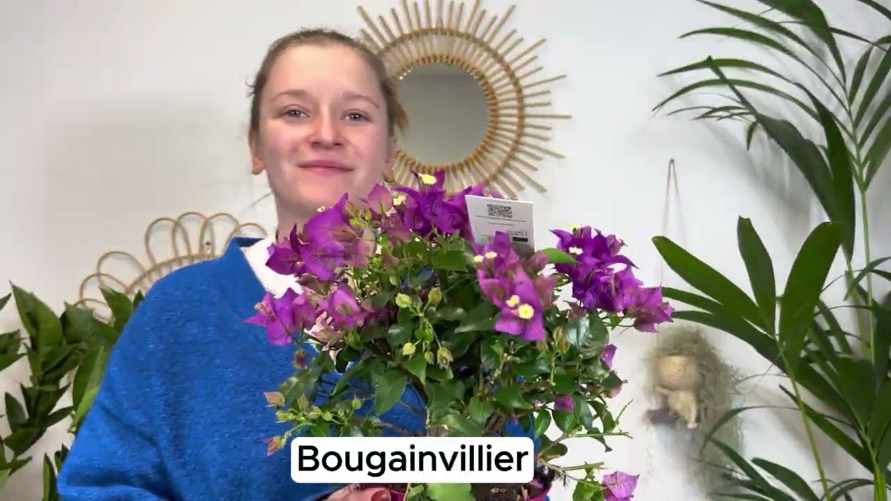 Pr&eacute;sentation des plantes disponibles en pr&eacute;commande ☀️🍋