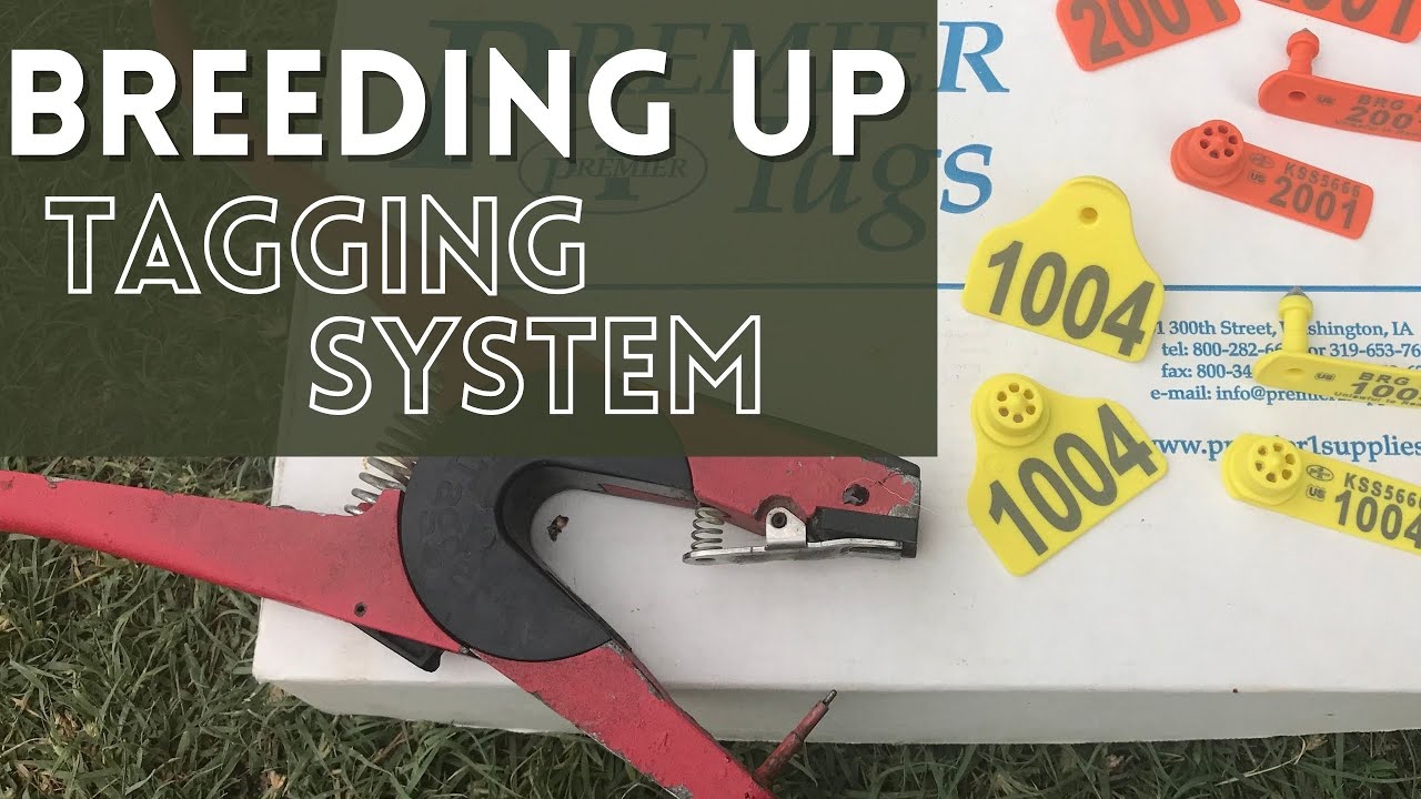 TAGGING SYSTEM for Breeding Up American White Sheep | Balanced Ruminant Grazers Sheep Tagging