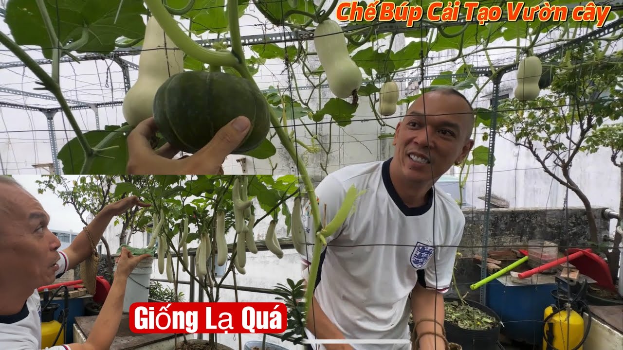 Bất Ngờ Vườn Rau Sân Thượng Chế Búp Cải Tạo Cho Trái Khổng Lồ