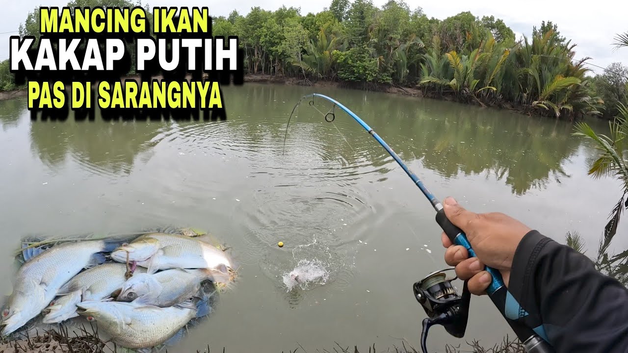 MANCING IKAN KAKAP PUTIH PAS DI SARANGNYA