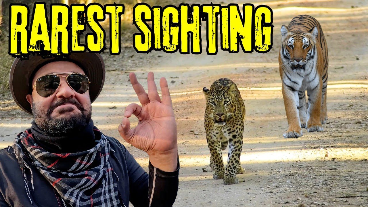 Leopard walks Head-On like Tiger | Bumper Sighting | Pench Jungle Safari | Turia Gate