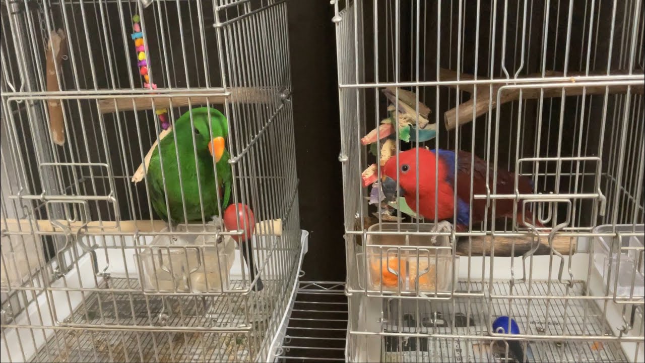 オオハナインコのオスとメス🟥🟩ケージ内の様子🏠💕