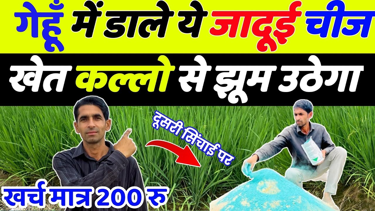 गेहूँ 🌾 में दूसरी सिंचाई पर कल्ले बढ़ाने का नया तरीका | Gehu me kalle kaise badhaye | Gehu ki kheti