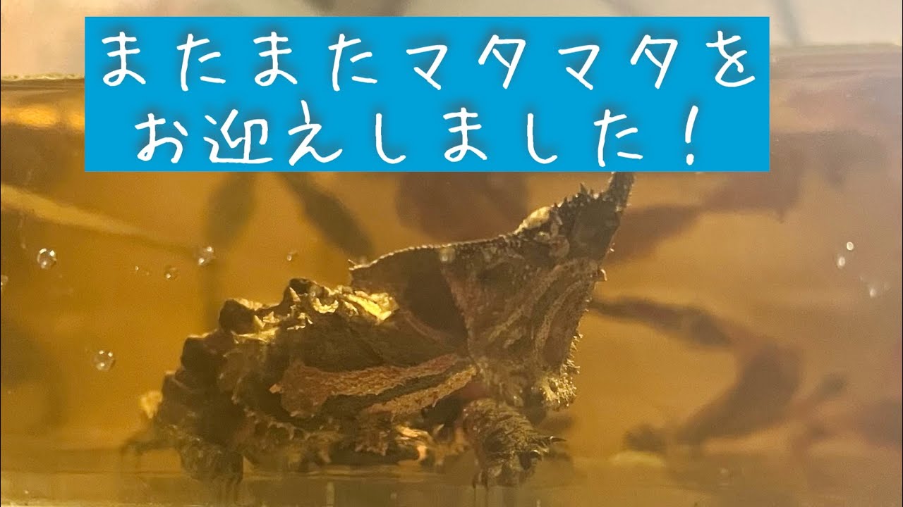 またまたマタマタをお迎えしました！