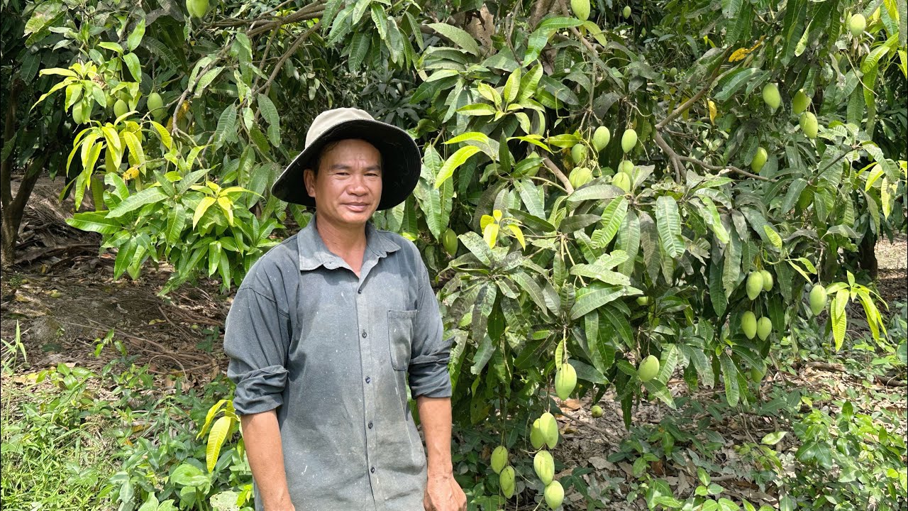 Khánh Duy Phụ Hái Xoài Và Hai Cha Con Dùng Bữa Cơm Vội Ngoài Vườn