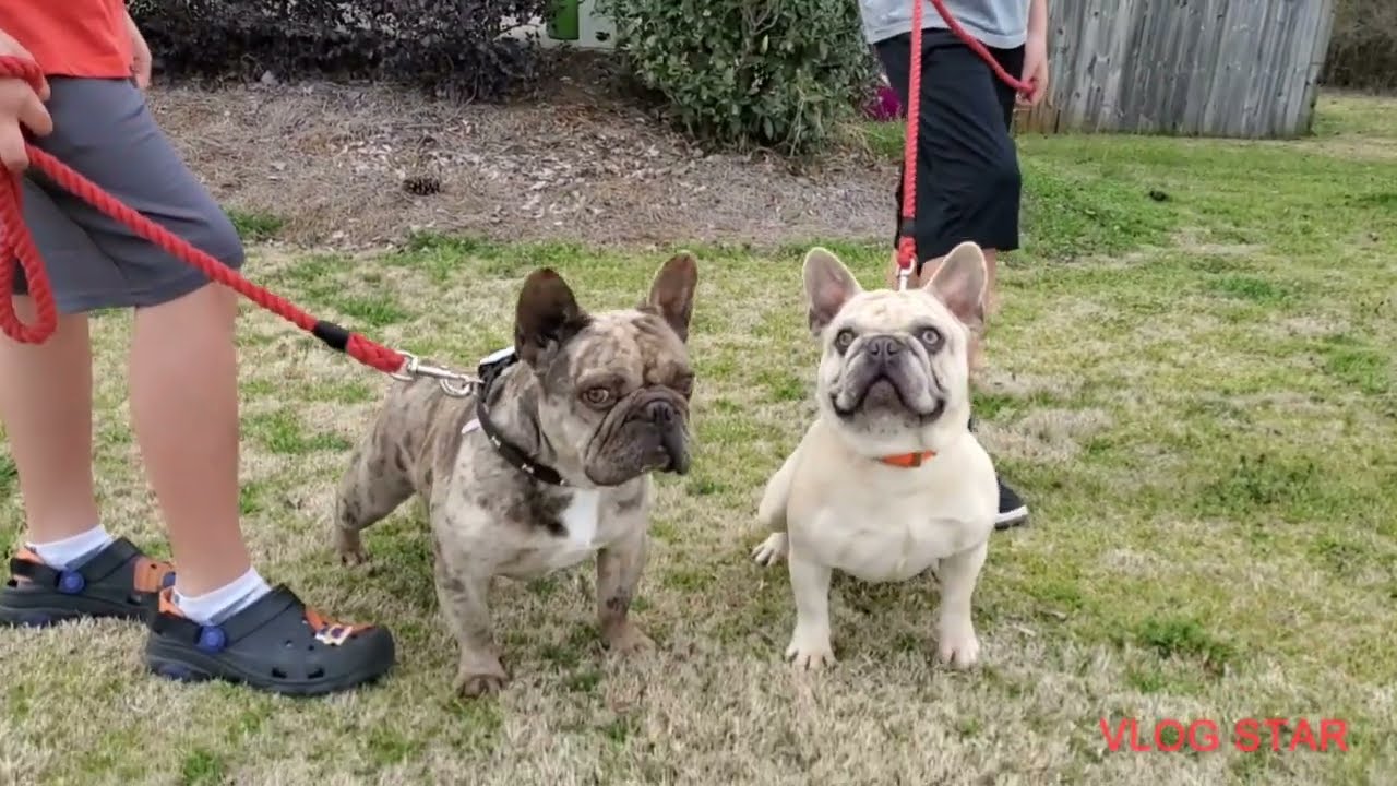 WOW Factor Frenchie stud 3 generations WOW!!!