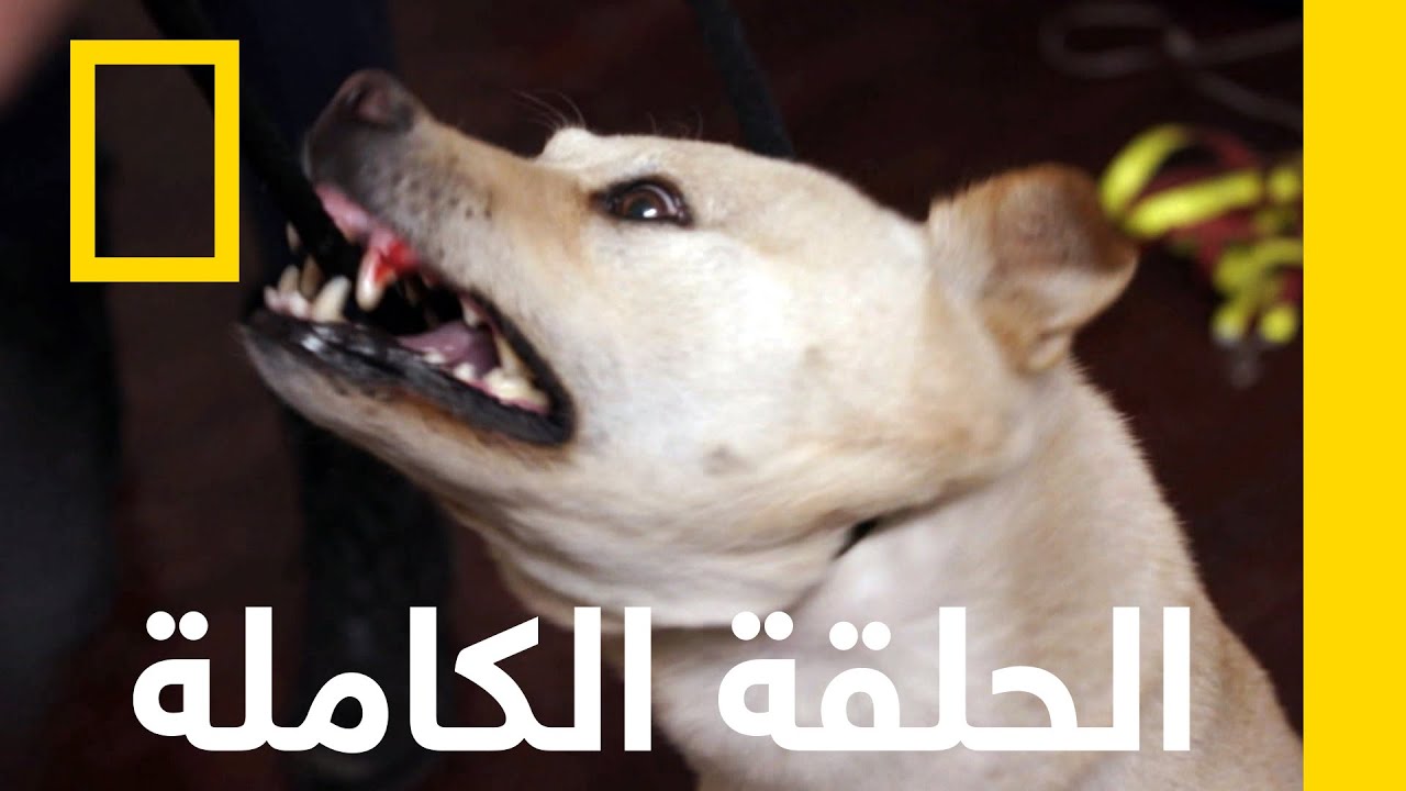 لا تخافوا من الطوق | إعادة تأهيل الكلاب | ناشونال جيوغرافيك أبوظبي
