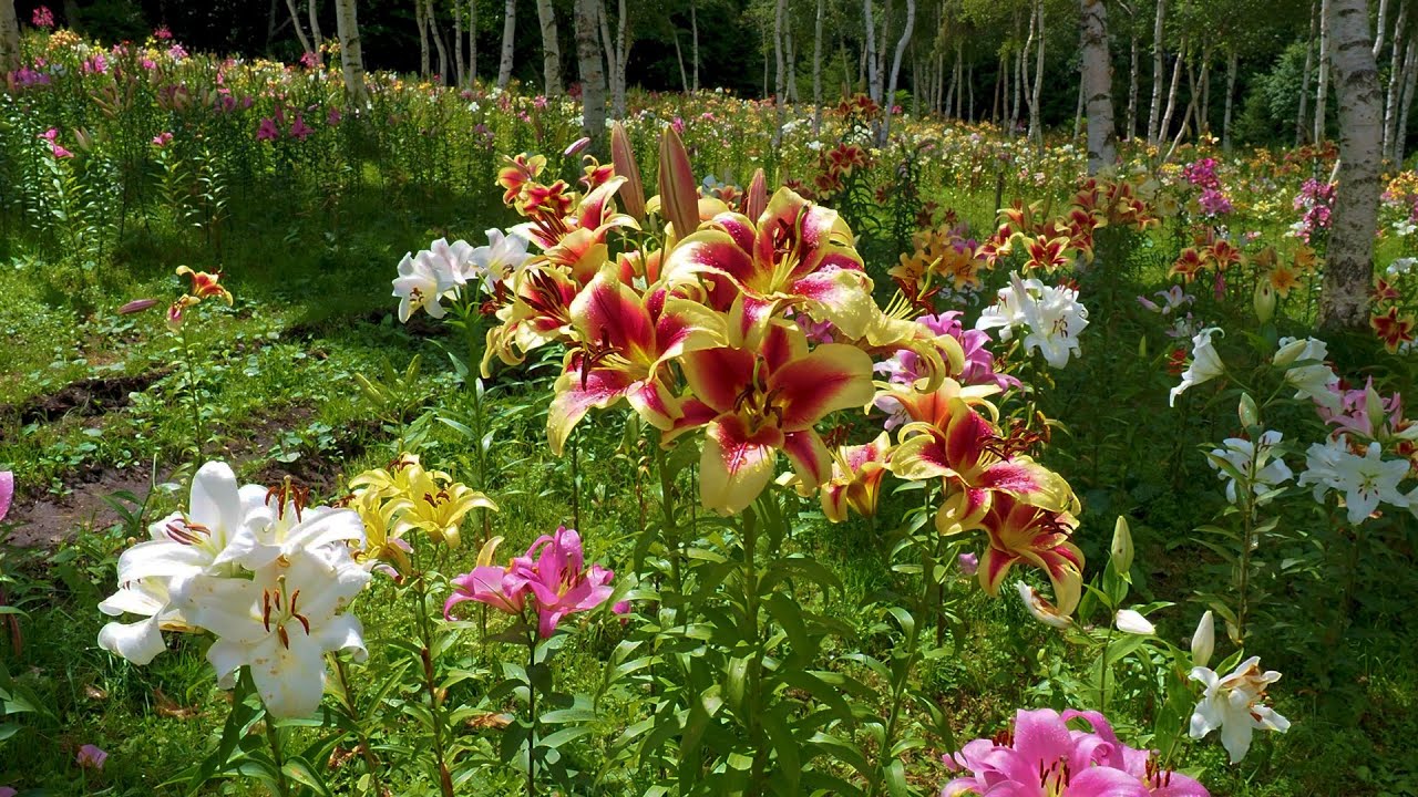 TOCHIGI. Late blooming lilies on the top of a mountain.#4K #ハンターマウンテンゆりパーク