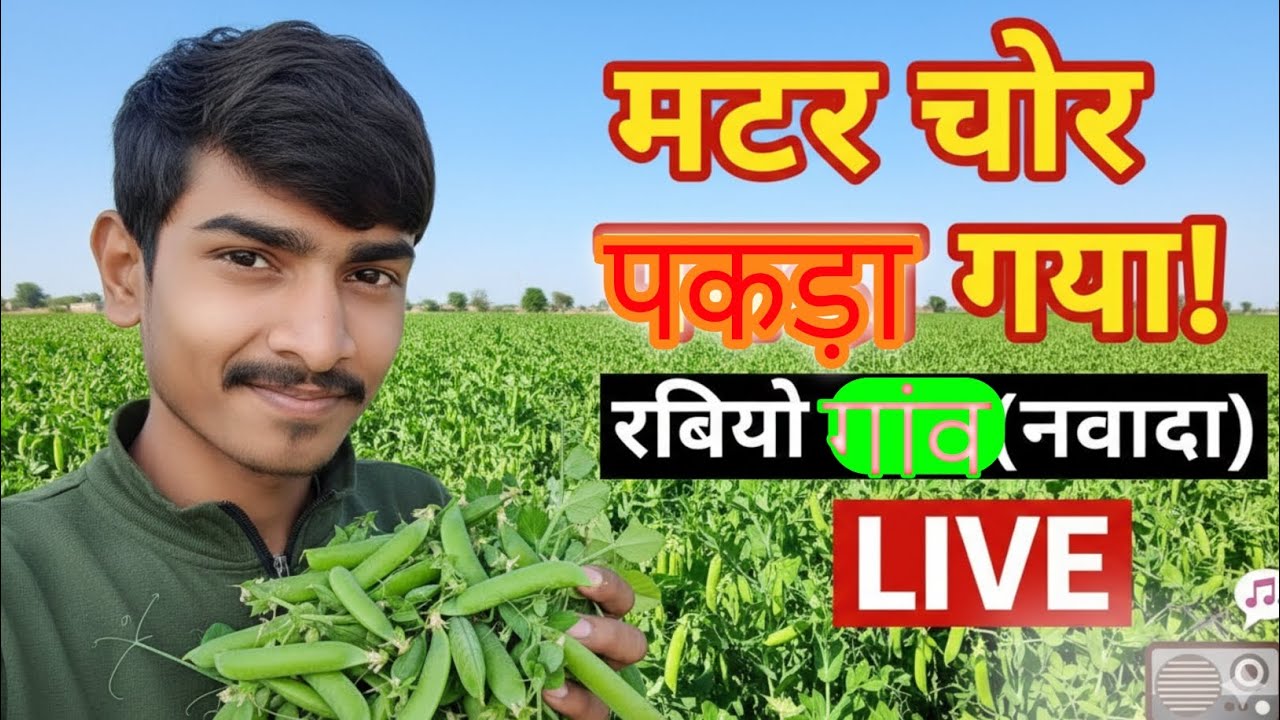 खेत से मटर चोरी करने का देसी अंदाज | रबियो गांव (बड़गांव पंचायत) की मस्ती