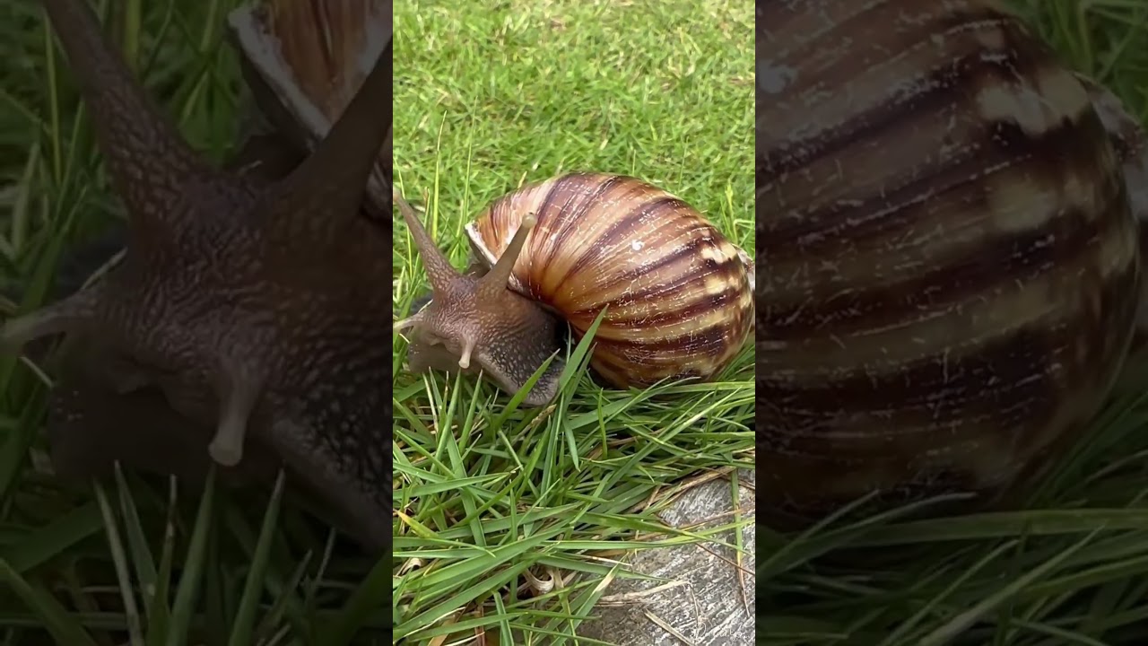 BEKICOT #siput #bekicot #hutan #storywa #nakcepat