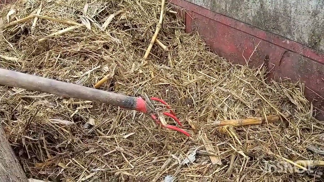 Răsadniță pentru alveole pe pat de balegar