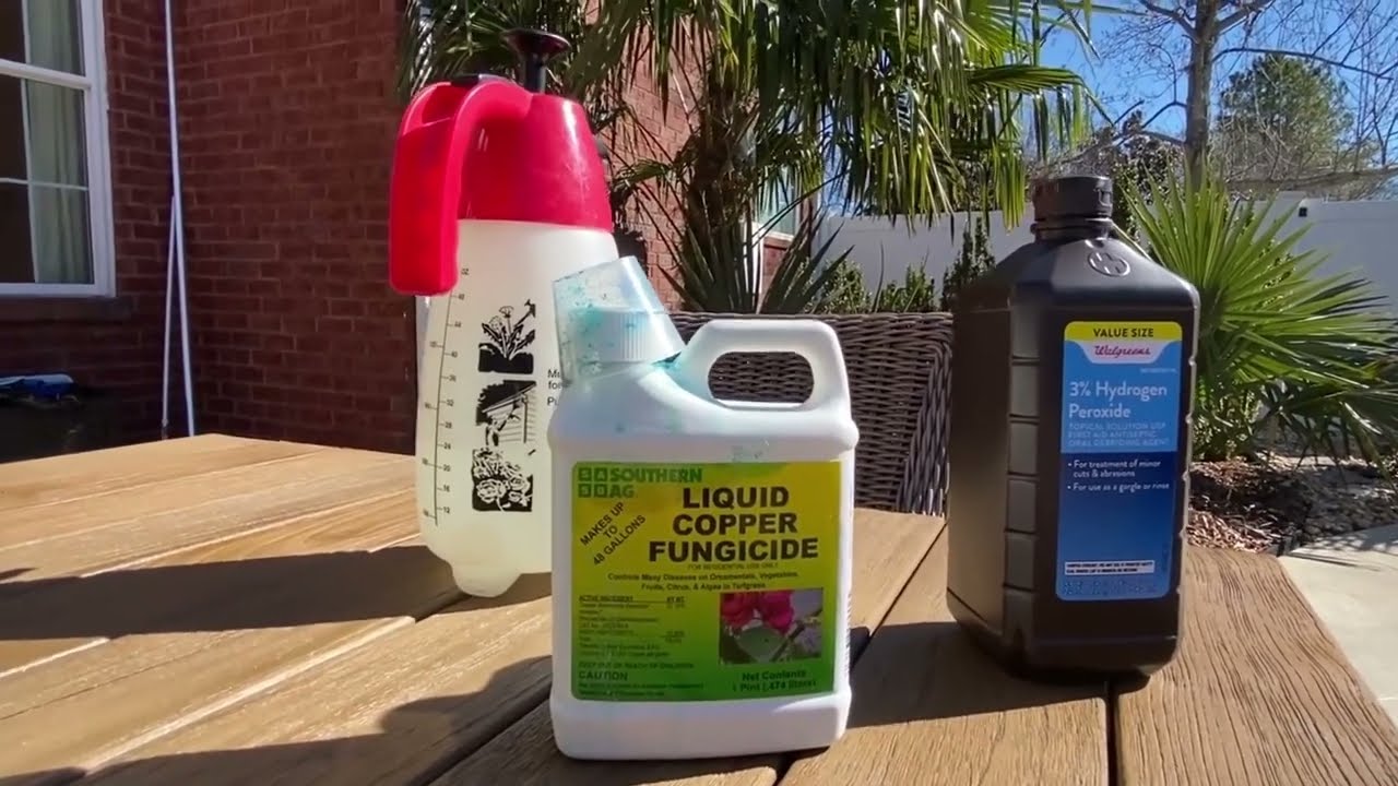 Treating cold damage in palms with copper fungicide