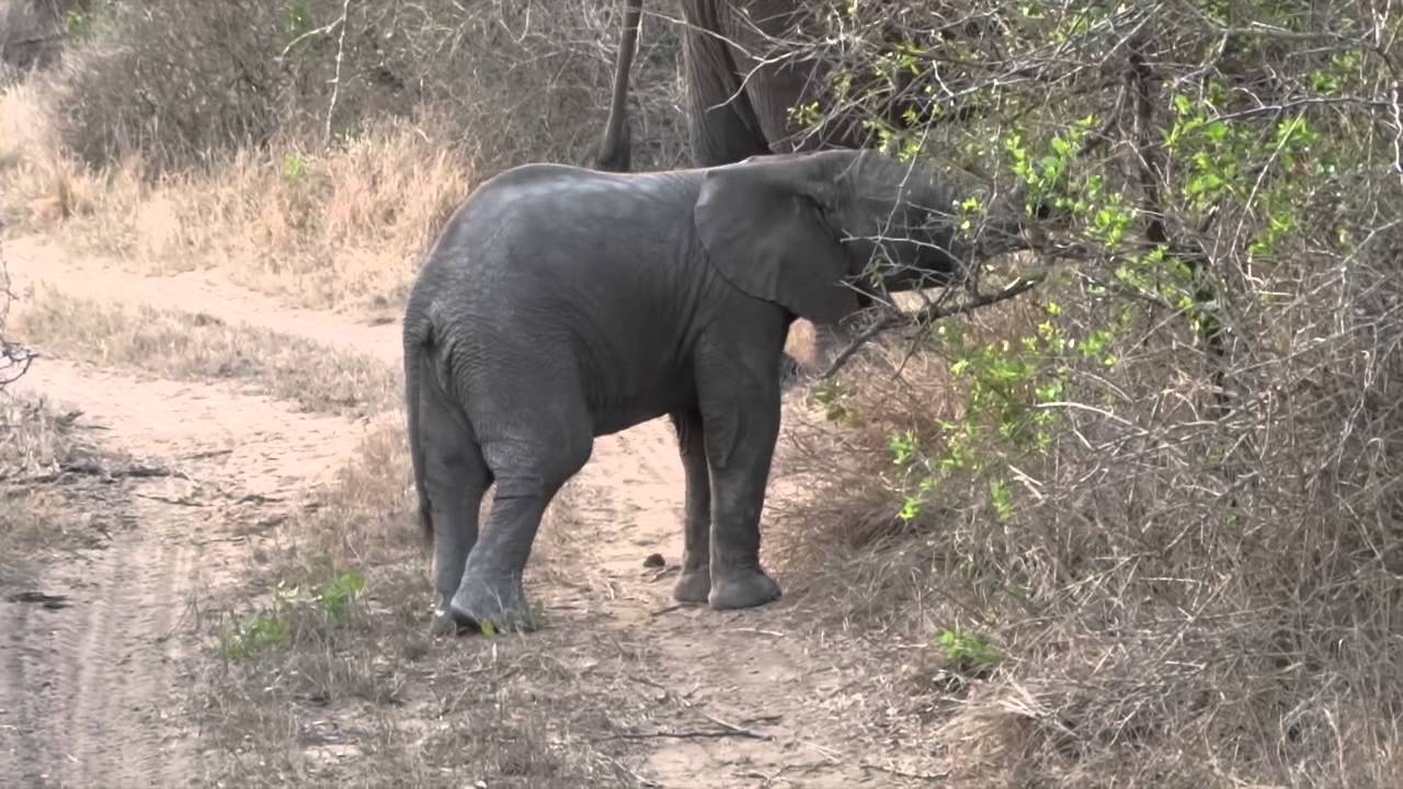 Baby Elephant Mock-Charging