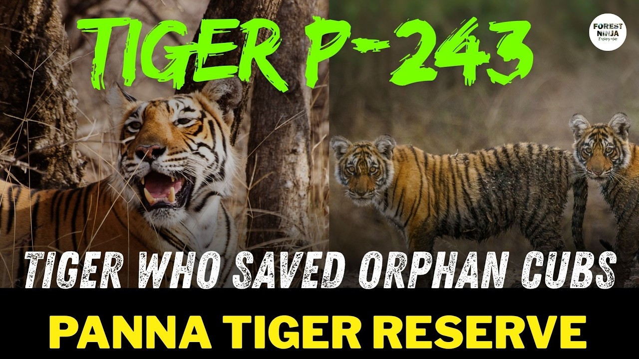 Unheard & Rare Tiger Behavior -Story of P243 who saved orphan cubs the wild 