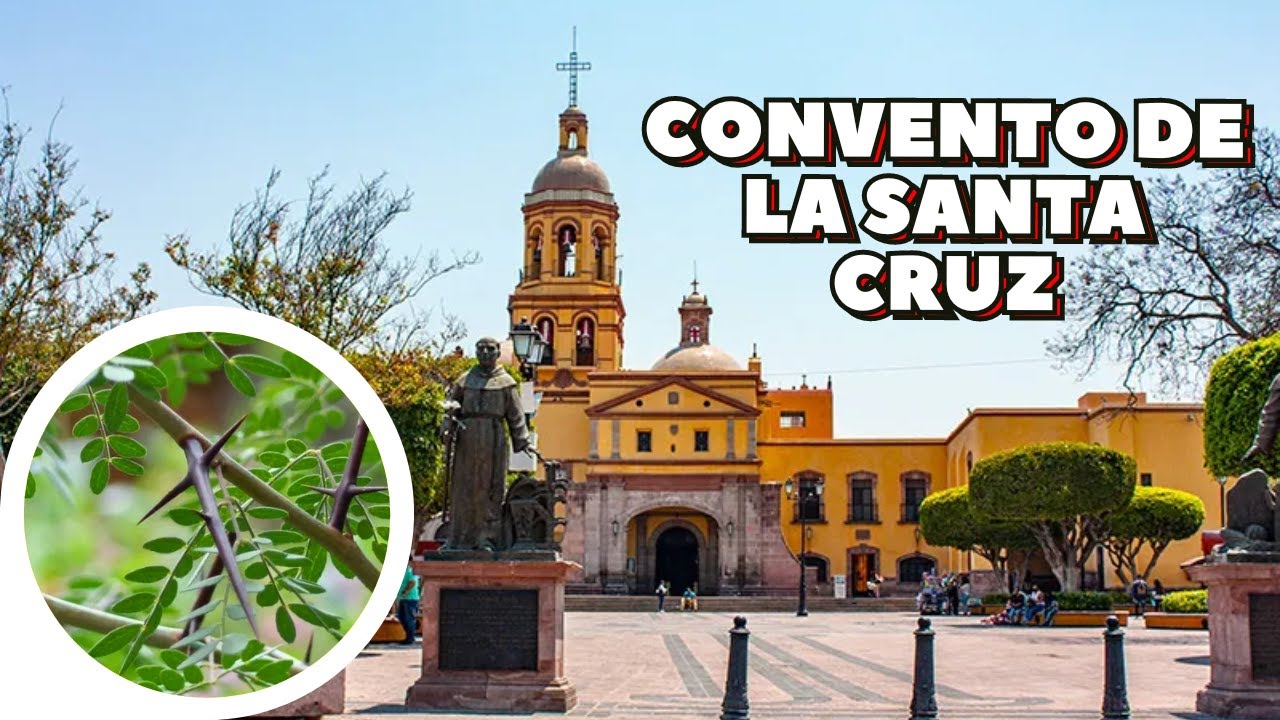 EL ÁRBOL DE ESPINAS EN FORMA DE CRUZ 🌳 Santa Cruz de Querétaro (México)