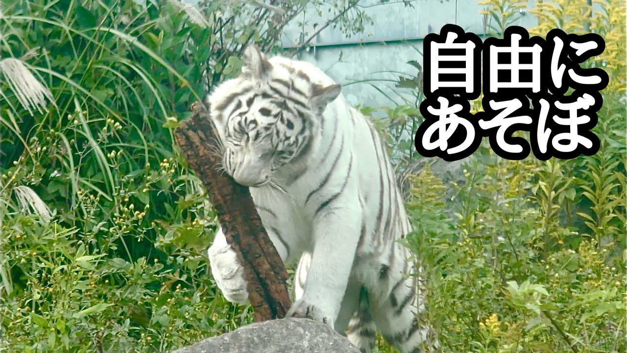 月ちゃん時雨くんシロップママ、みんな自由に遊んでいます【伊豆アニマルキングダム】Tsuki Shigure Syrup Izu Animal Kingdom 