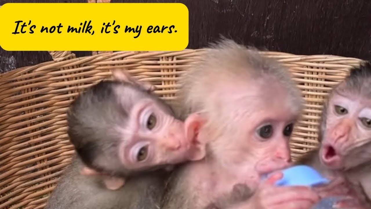 Three Baby Monkeys Race for Milk – Pure Chaos & Cuteness! 🍼🐒