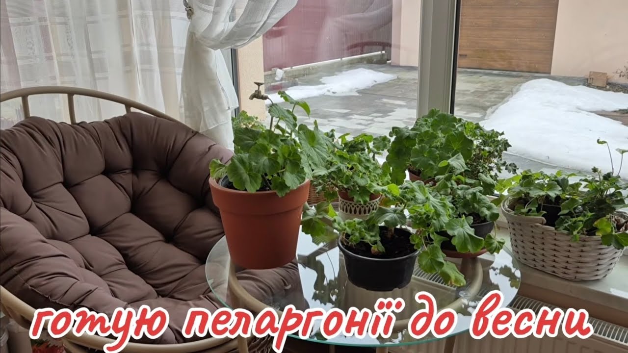 5 кроків пробудження пеларгонії