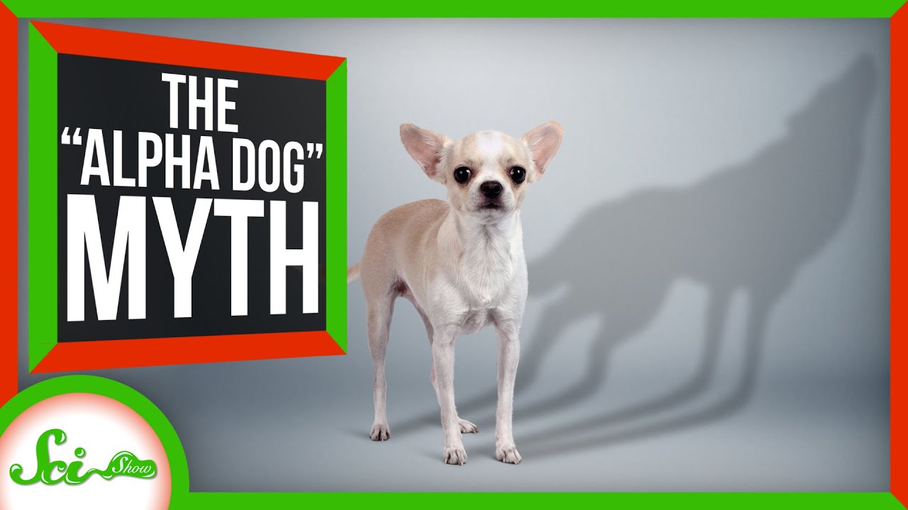 No, Your Dog Doesn't Think You're the 
