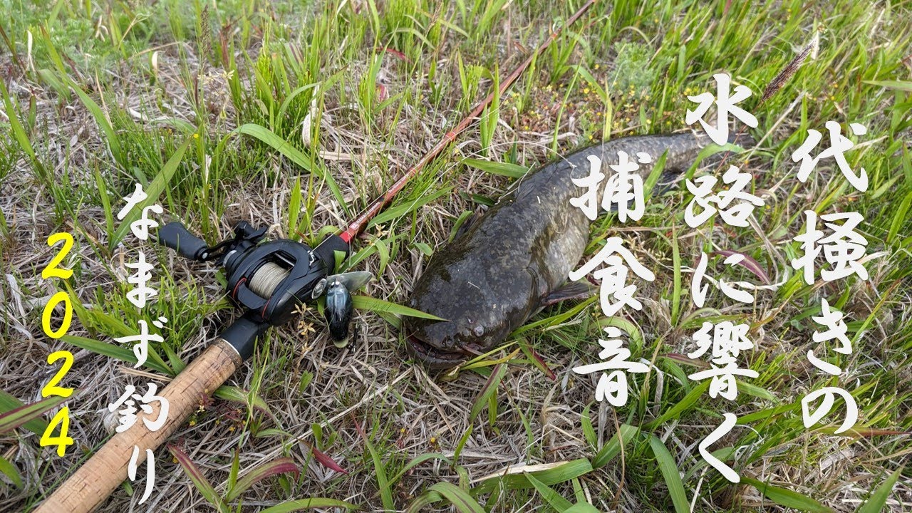 【デイナマ】【宮城・仙台】GWはナマズ釣り！！