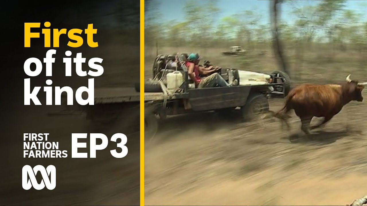 Cowboy heroes: wild times on Indigenous cattle station | First Nation Farmers Ep3 | ABC Australia