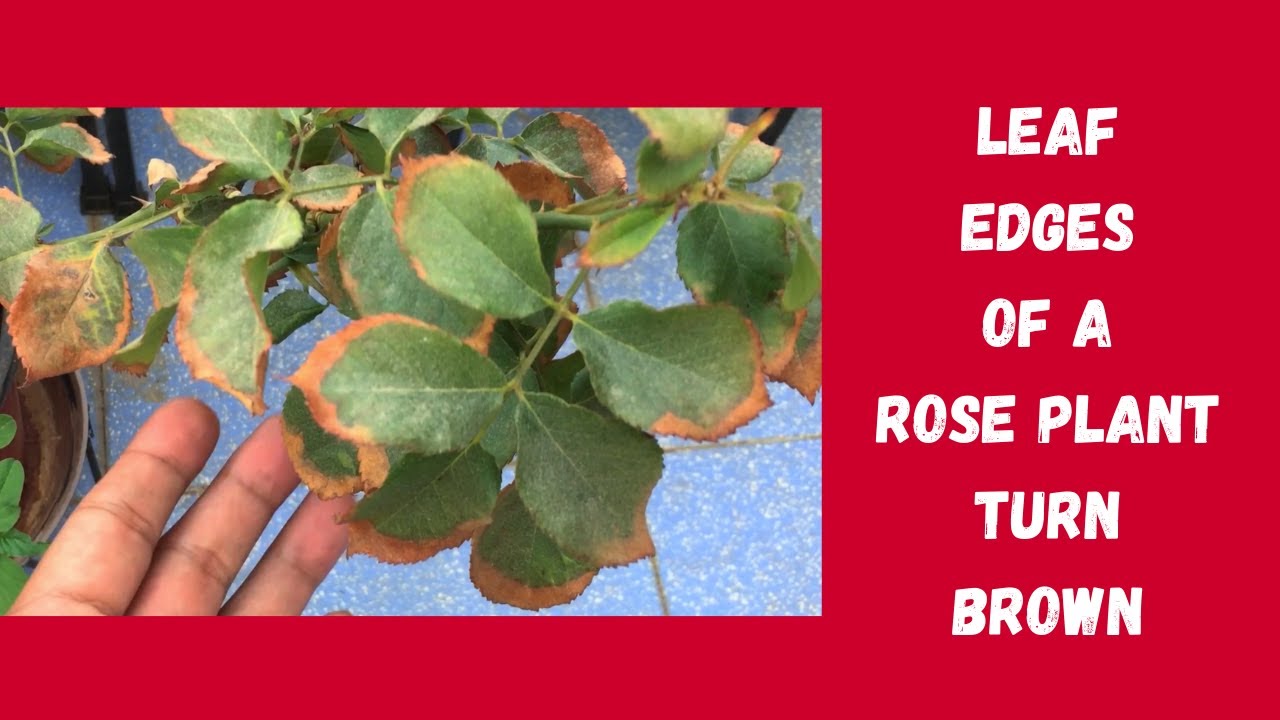 WHY DO THE LEAF EDGES  OF A ROSE PLANT TURN BROWN