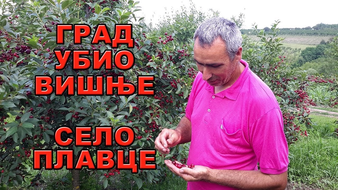 Велика штета од града у селу Плавце