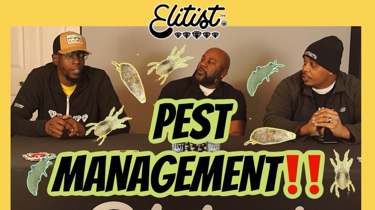 What Kills Spider mites and other Cannabis Pest
