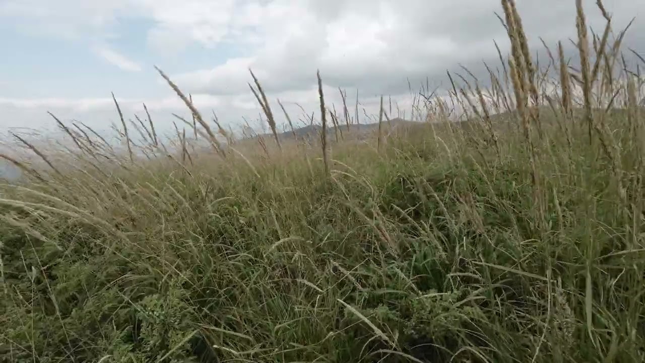 Discover How Wind Bends Tall Grass in the Summer Mountains!