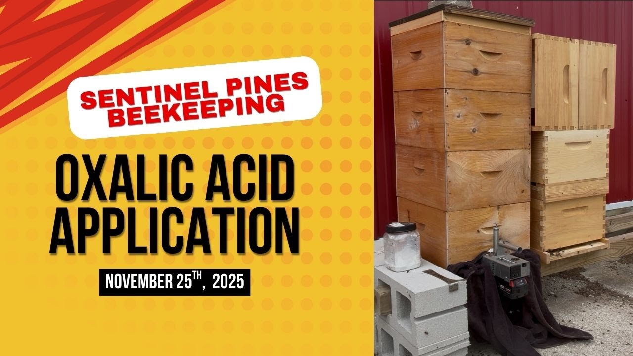 Oxalic Acid Application