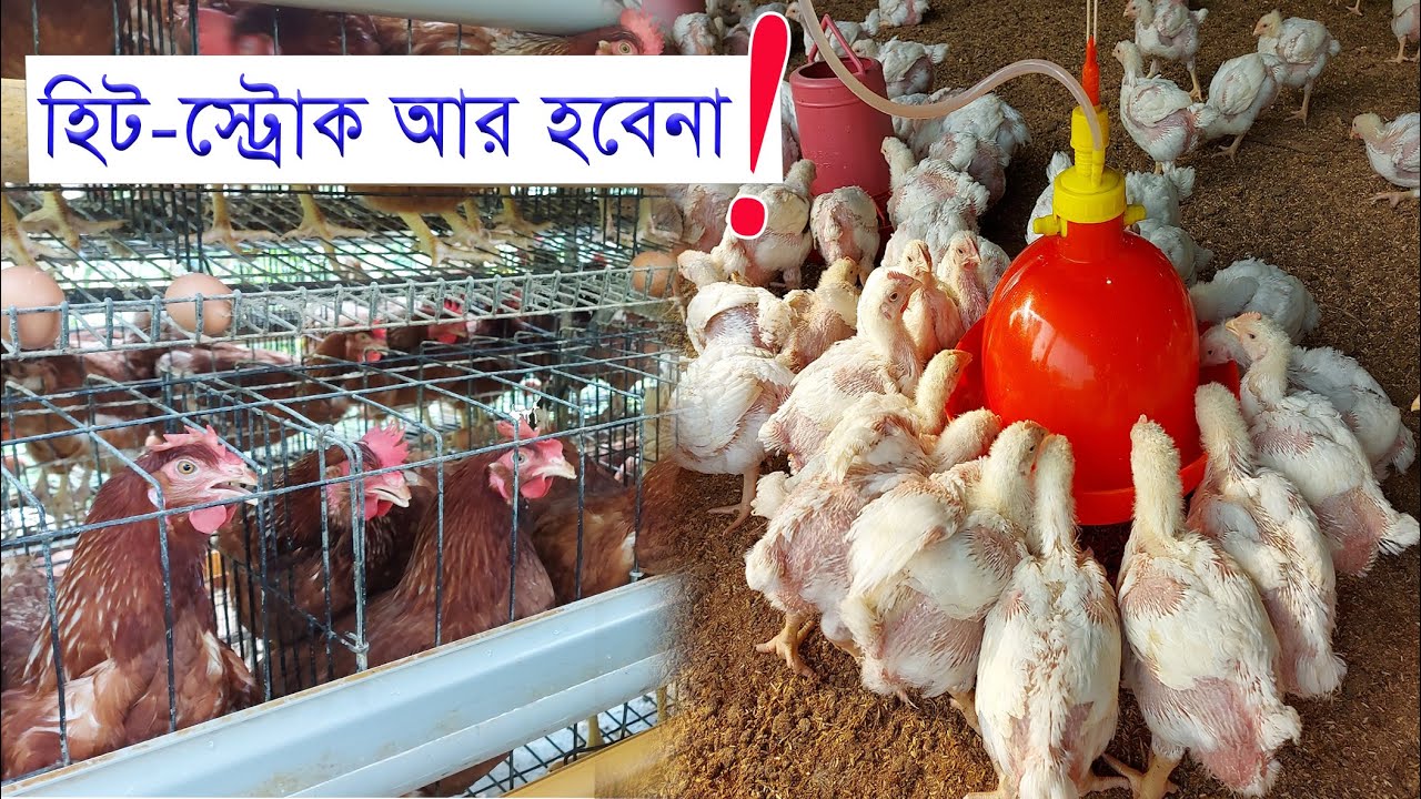 মুরগির হিট স্ট্রোক আর হবেনা ।। 01988883102 ।। Sprinkler ।। Fogger Sprinkler