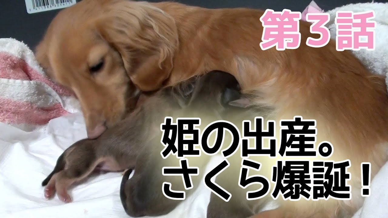 第３話　姫の出産。そして、さくら爆誕！ ミニチュアダックス