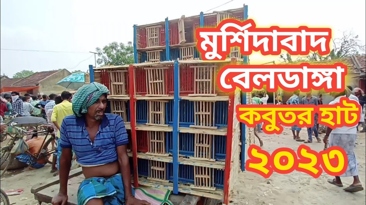 বেলডাঙ্গা কবুতর হাট ২০২৩ | Beldanga Kobutor Hat Murshidabad | beldanga pigeon market murshidabad