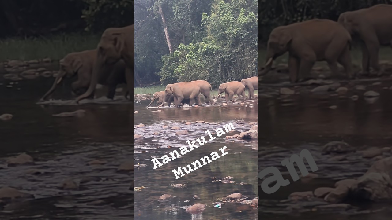 Wild elephants coming out at Aanakulam #2026 #travel #munnar #kerala #alittlebitofus #wildlife