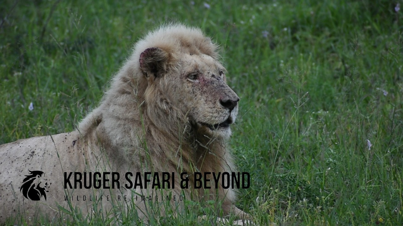 INCREDIBLE! The Rare, Casper The White Lion, With A Young Companion! Shishangaan Male Lion!