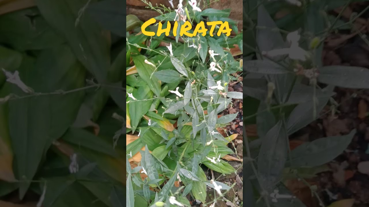 🥰 Ak Baar is video ko jarur Dekhey CHIRATA KA PAUDHA KAHA PAYA JATA HAI?#short feed #viral short
