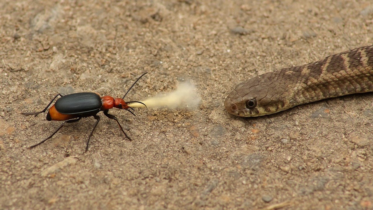 War Tactics: 10 Unbelievable Defense Strategies in the Animal Kingdom