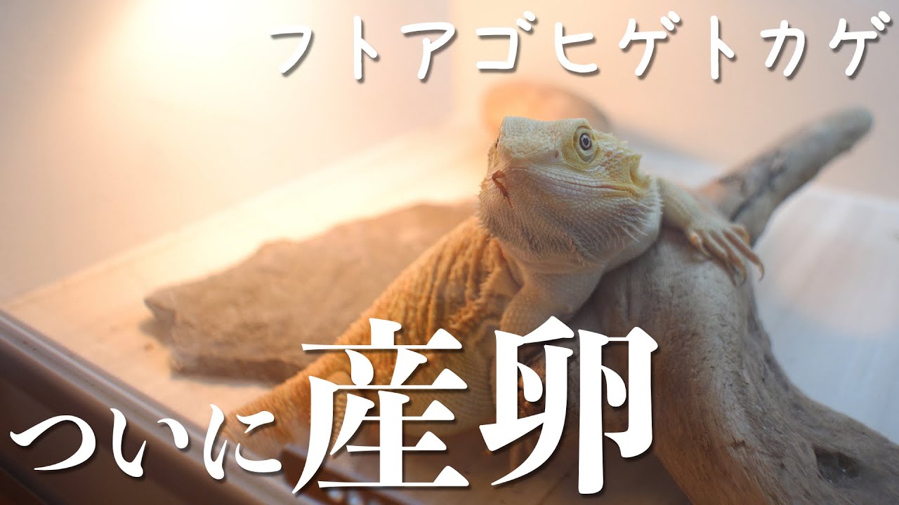 フトアゴヒゲトカゲが産卵しました！！産卵直前〜産卵・産後までの観察✨