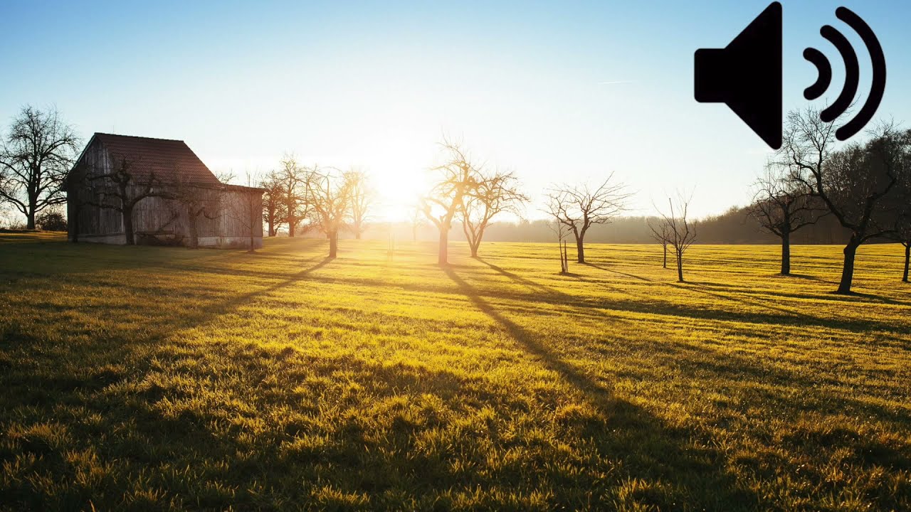 A Farm Early Morning Background Noise (Royalty Free)