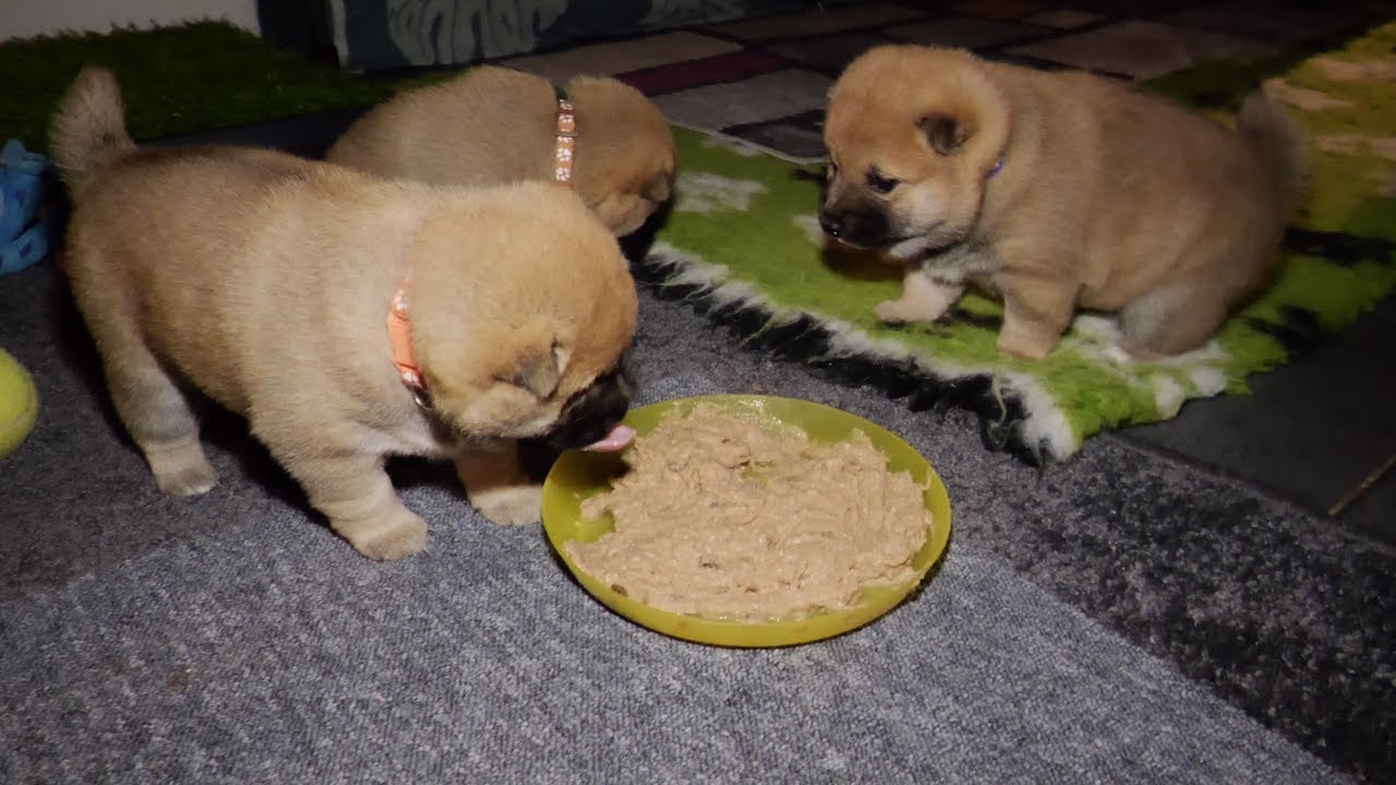 Lekker smullen samen en Yumi weer stapje dichterbij 30ste dag #345