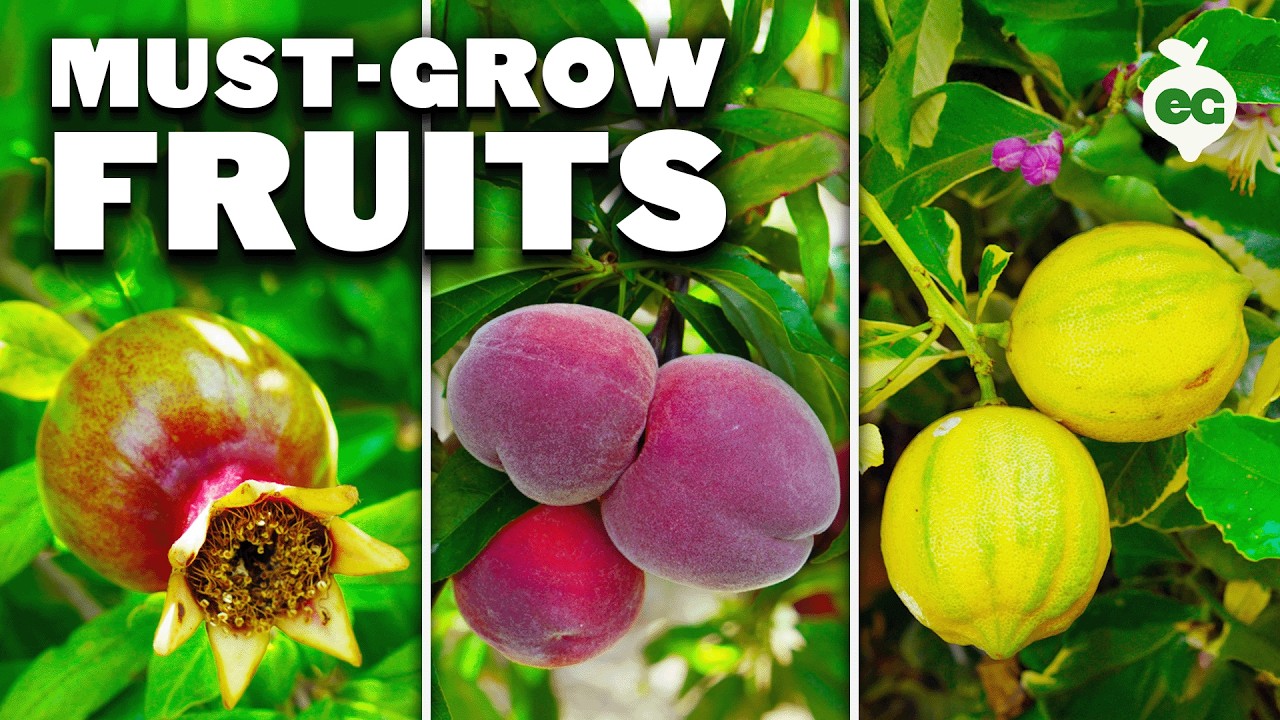 5 Fruits I'll Always Grow In My Garden 🍎