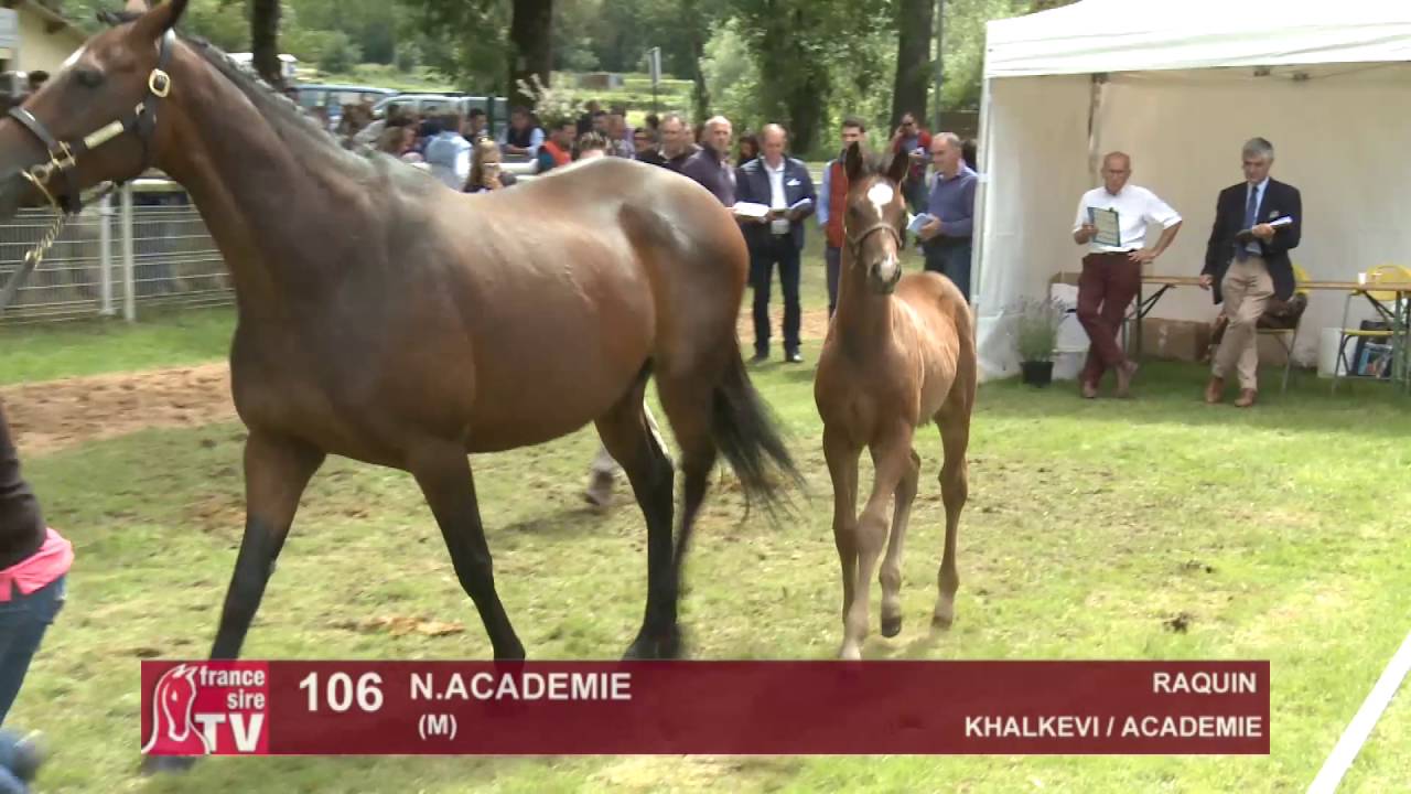 The Chaser Day Paray - 2016 - 106 : N.academie