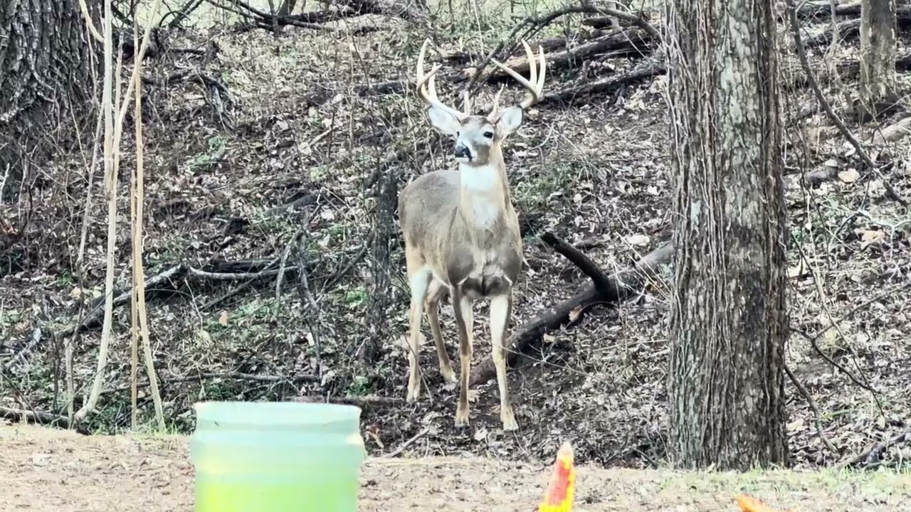 Busy Day With Multiple Bucks Coming Out With Doe And The Turkeys Show Up Again! 12/28/25