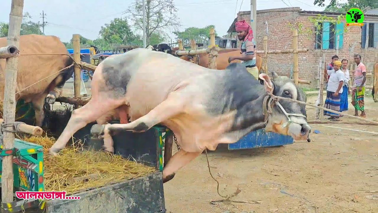 Unloading Caw 2025 Qurbani👎আলমডাঙ্গা গরুর হাট