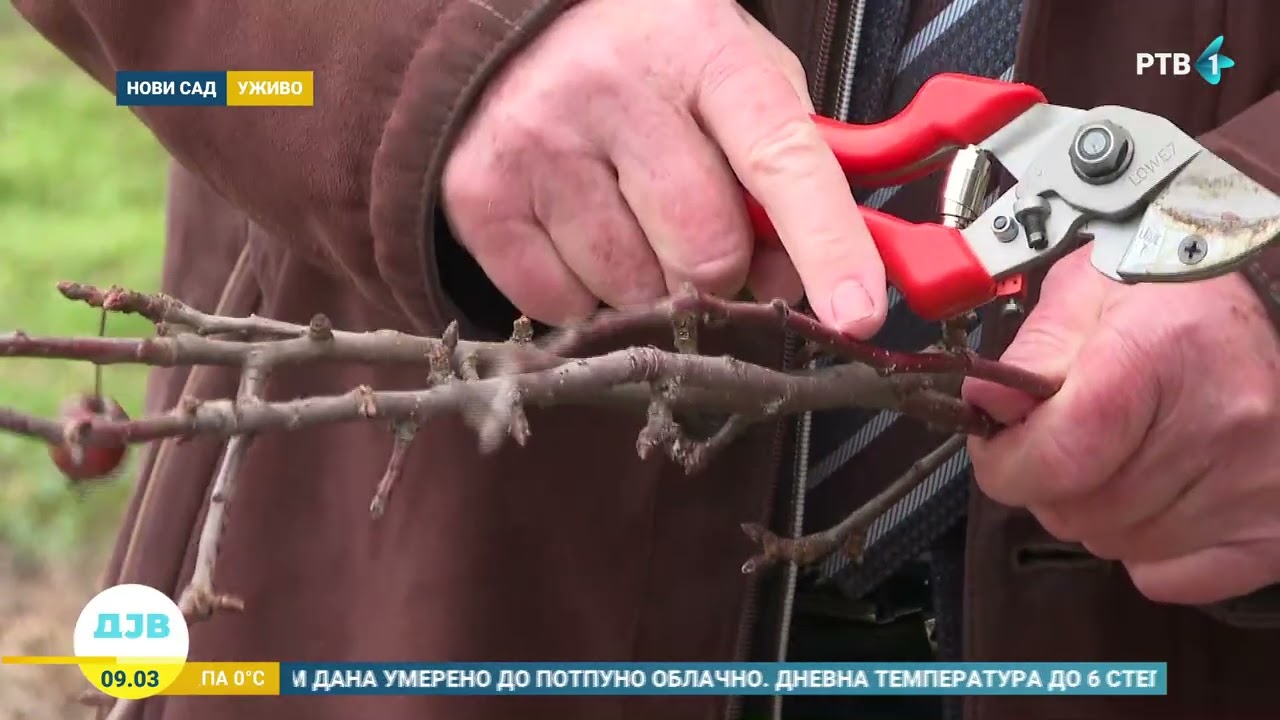 Pravilna rezidba voća za veći prinos i bolji kvalitet plodova