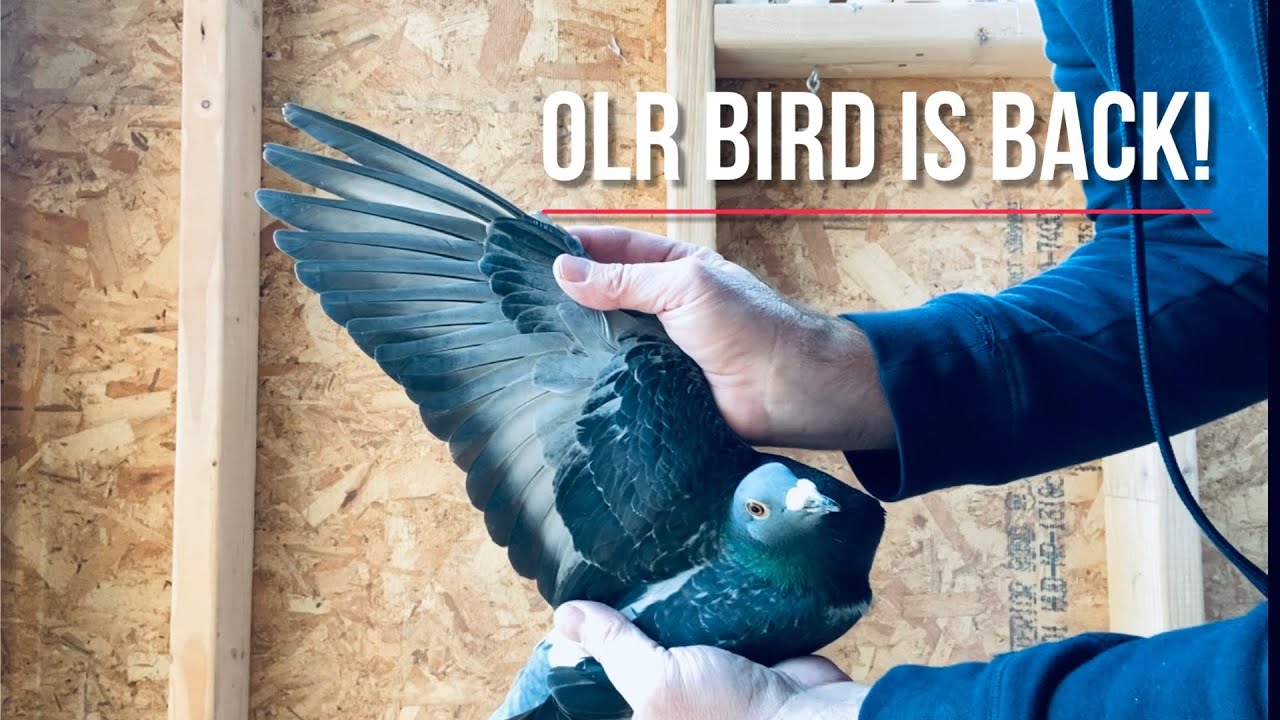 Our One Loft Race (OLR) racing pigeon is back!!!