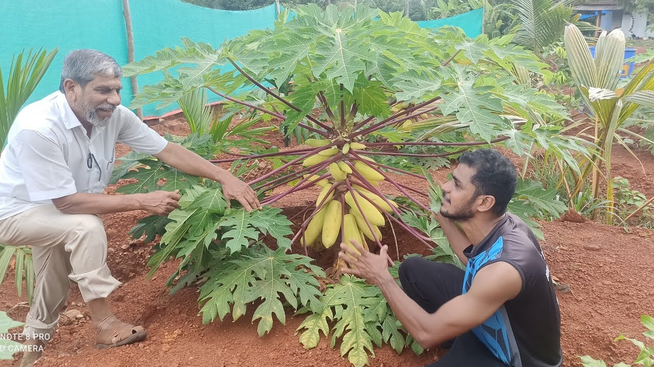 പാറപുറത്തെ റംബുട്ടാനും പപ്പായതോട്ടവും