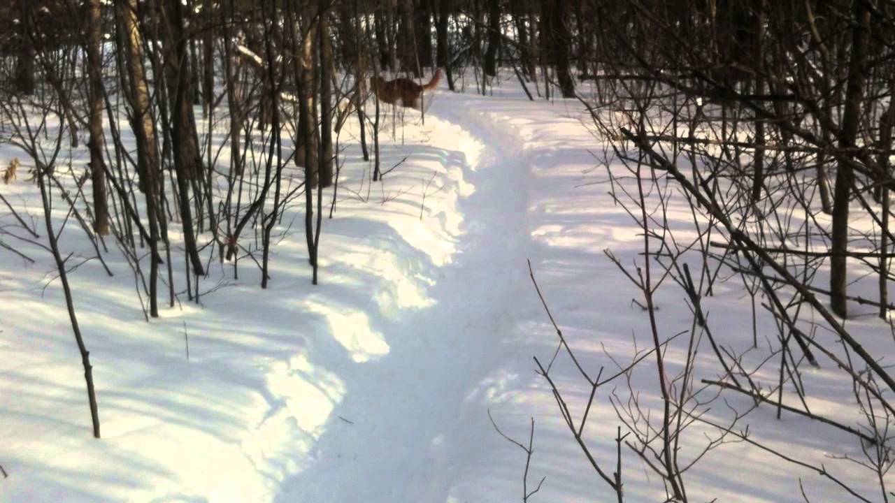 Snow Toller